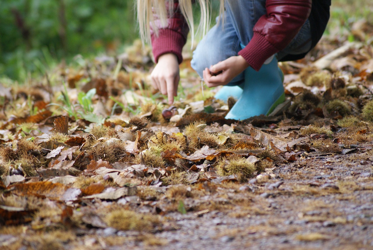 to collect chestnuts, chestnuts, sweet chestnuts